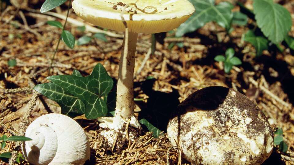 Death cap mushroom (Amanita phalloides), Amanitaceae.