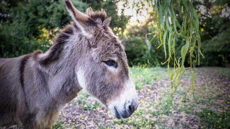 Perry, the miniature donkey from Palo Alto whose whimsical personality and distinctive appearance inspired the animated Donkey character in the “Shrek” franchise, has died at 30.