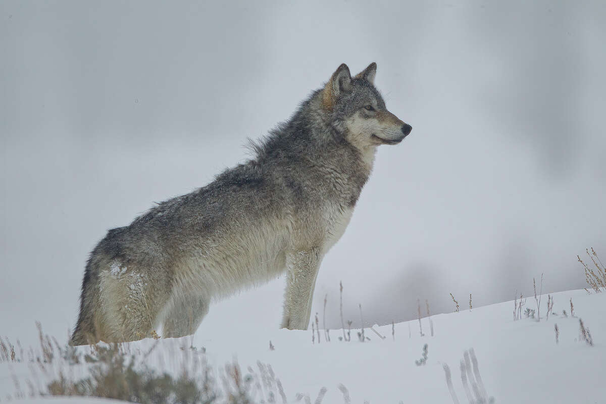 Gray Wolf taken in yellowstone NP