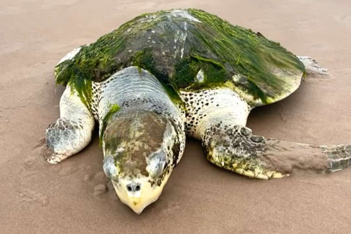 The Kemp's ridley sea turtle had old injuries, including a portion missing from her shell and one one of her flippers. 