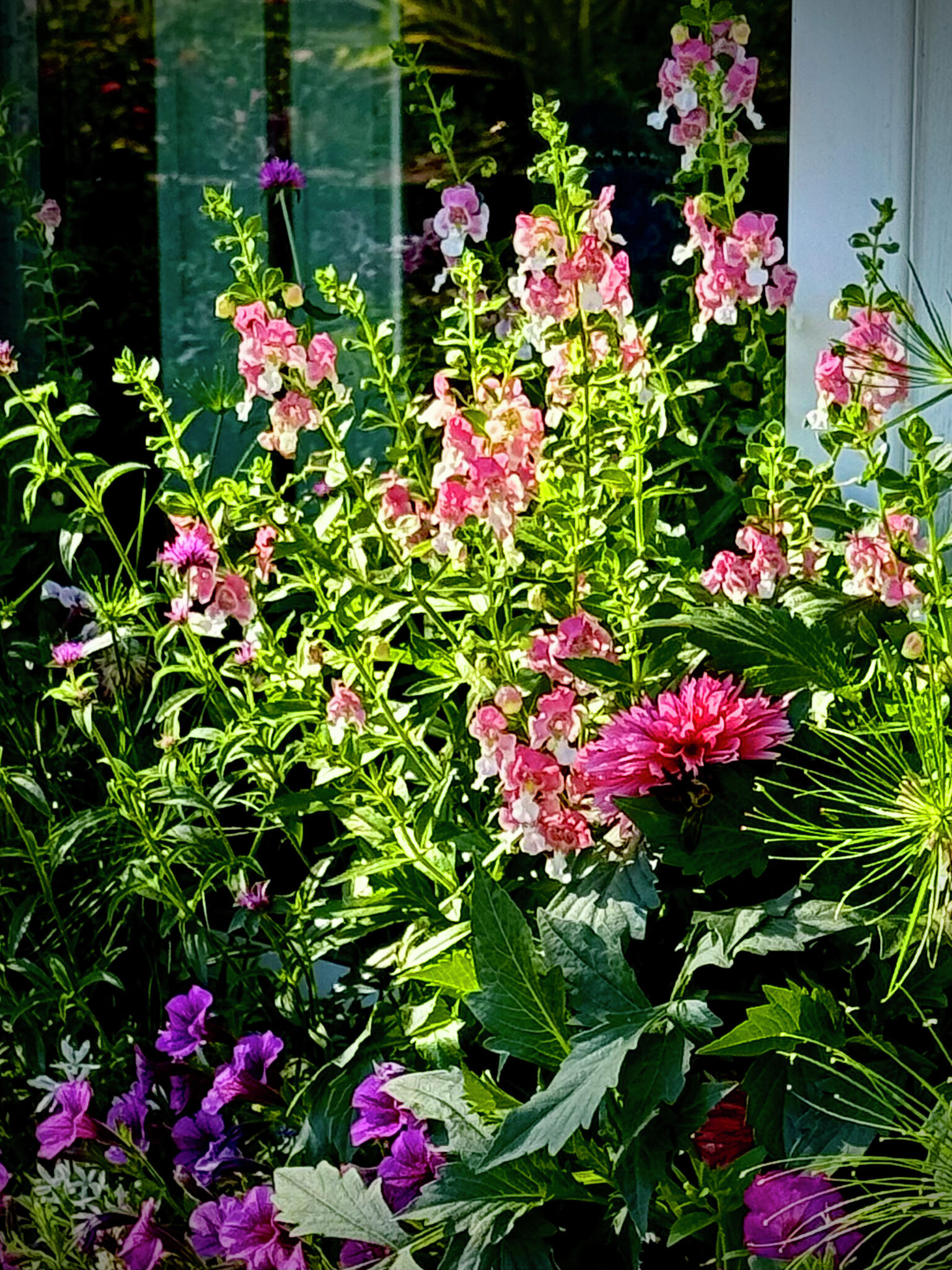 Antonia flowers Revival 専用 PROVEN WINNERS 4.25 in. Eco+Grande, Angelface Perfectly Pink