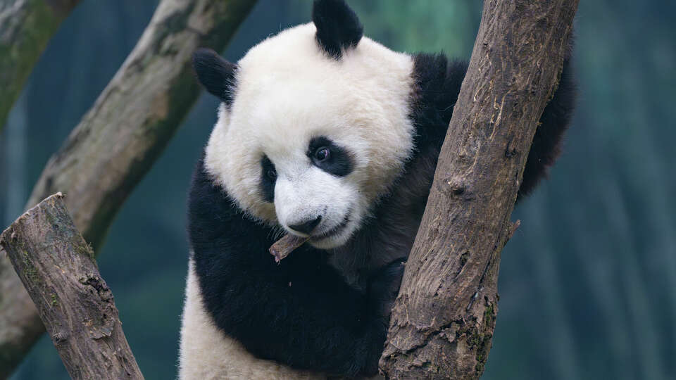 CHONGQING, CHINA - JANUARY 4, 2025 - A giant panda plays at Chongqing Zoo in Chongqing, China, Jan. 4, 2025.