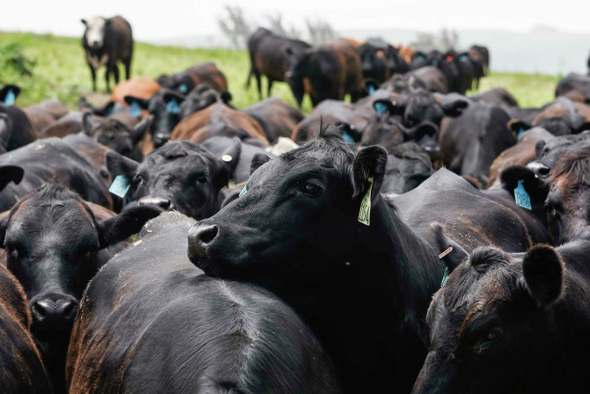 San Francisco reports its first case of bird flu in a human