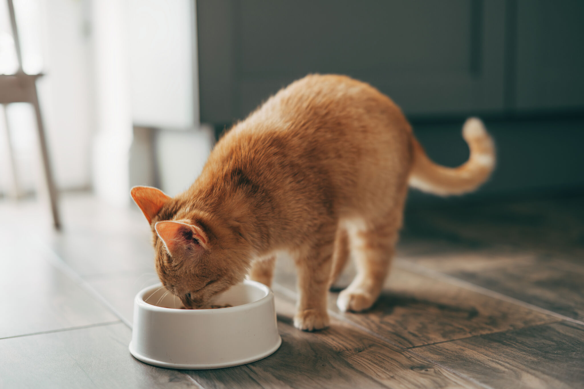 Blue Ridge Beef recalls cat food due to salmonella