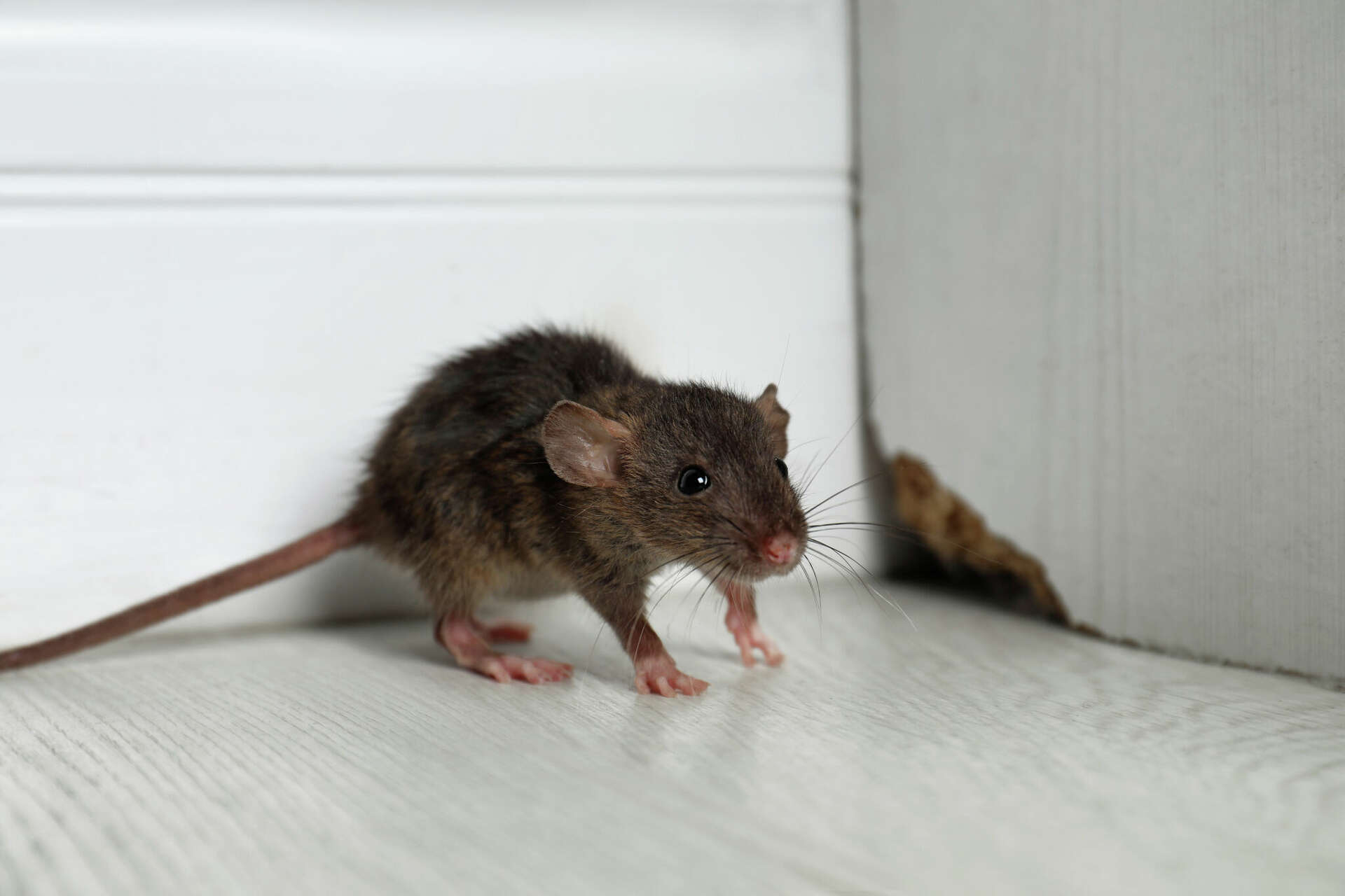 Houston Police to clear out 'drug-addicted' rats from evidence room