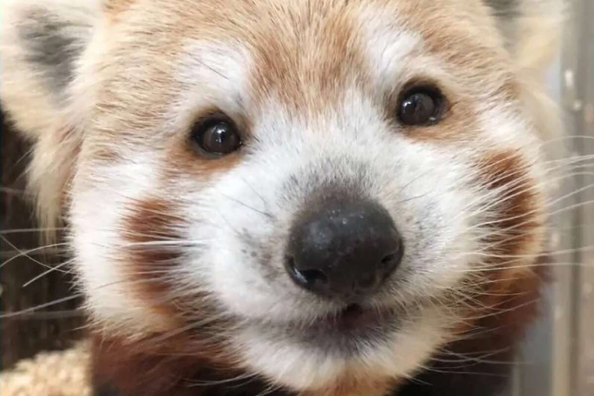 Beardsley Zoo's red panda Berry dies at 14 years old: 'A true ambassador for her species'