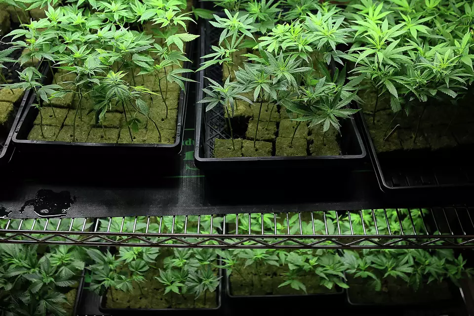 FILE: Marijuana plants sit on a rack at the Berkeley Patients Group on March 25, 2010, in Berkeley, Calif.