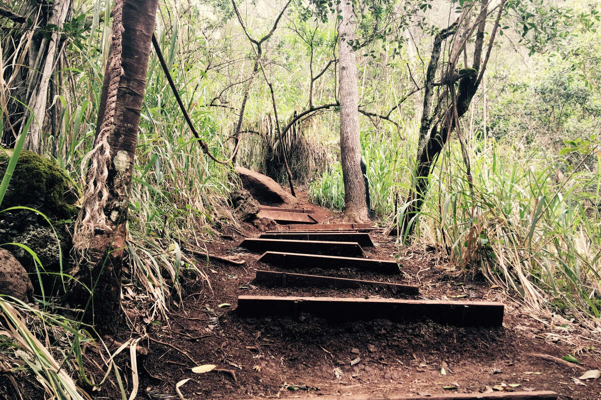 Pūpūkea Forest Reserve on the North Shore of Oahu.