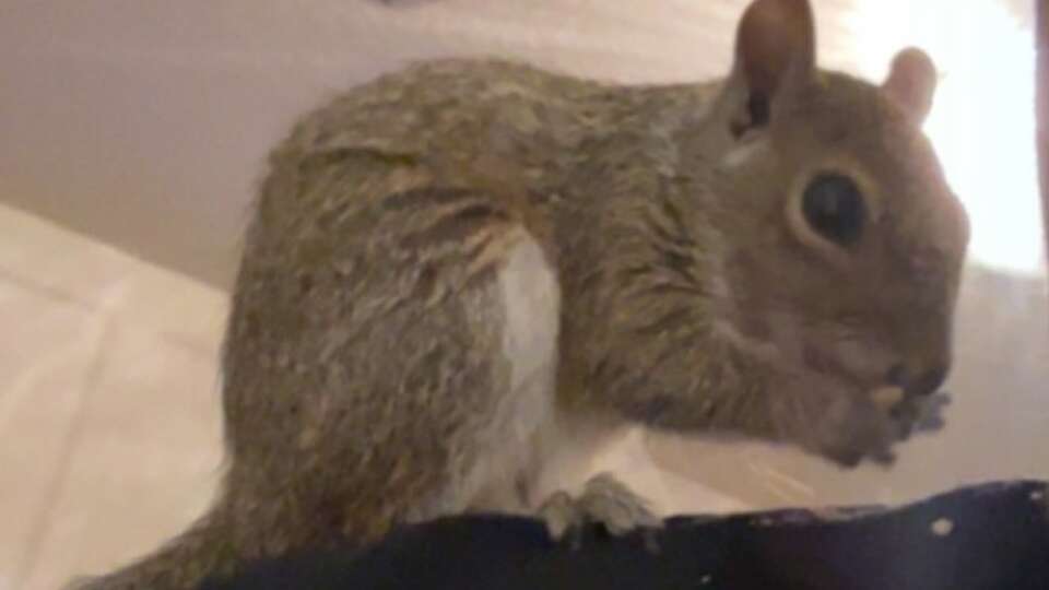 University of Houston guard Emanuel Sharp met the newest member of his family during the Christmas break. His name is Milton, the Sharp family's pet squirrel. 