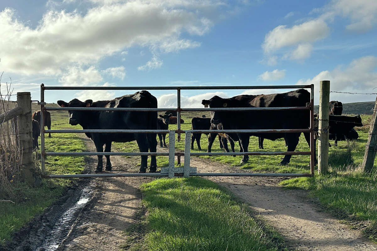 Cattle in Home Ranch on Friday, Jan. 10, 2025. 