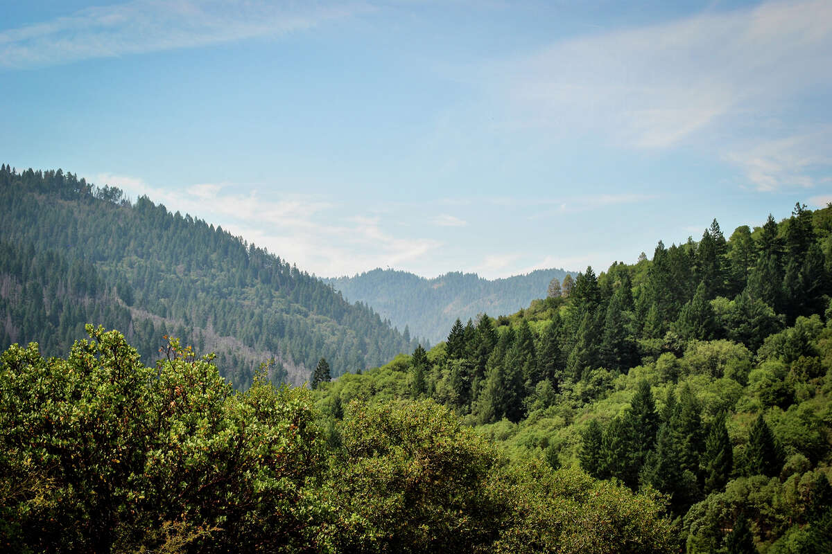 Mendocino Forest