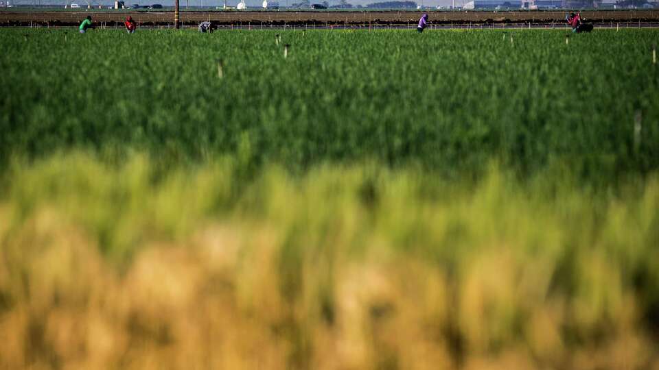 Workers at a farm off of Highway 99 on Friday, March 17, 2017, in Bakersfield, Calif. With Donald Trump vowing a crackdown on undocumented residents, farmers in Kern County and across the state are worried about whether they will have the workers needed to get crops in the ground and move them to market. The concerns are even greater among the undocumented workers, who see the lives theyÕve built for themselves and their families threatened. The supervisor feared to let the photographer identify the faces of the workers and asked to have pictures taken at a distance.