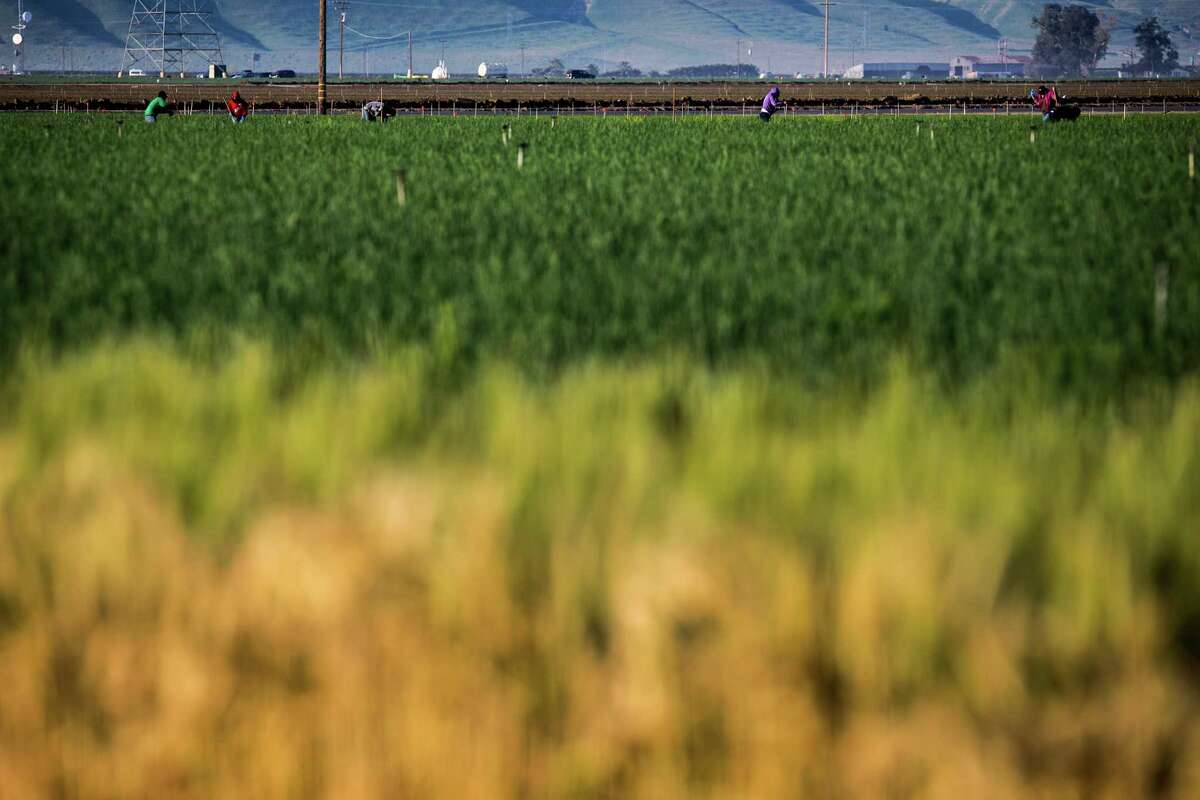 Surprise immigration raid on California farmworkers sets off panic throughout state