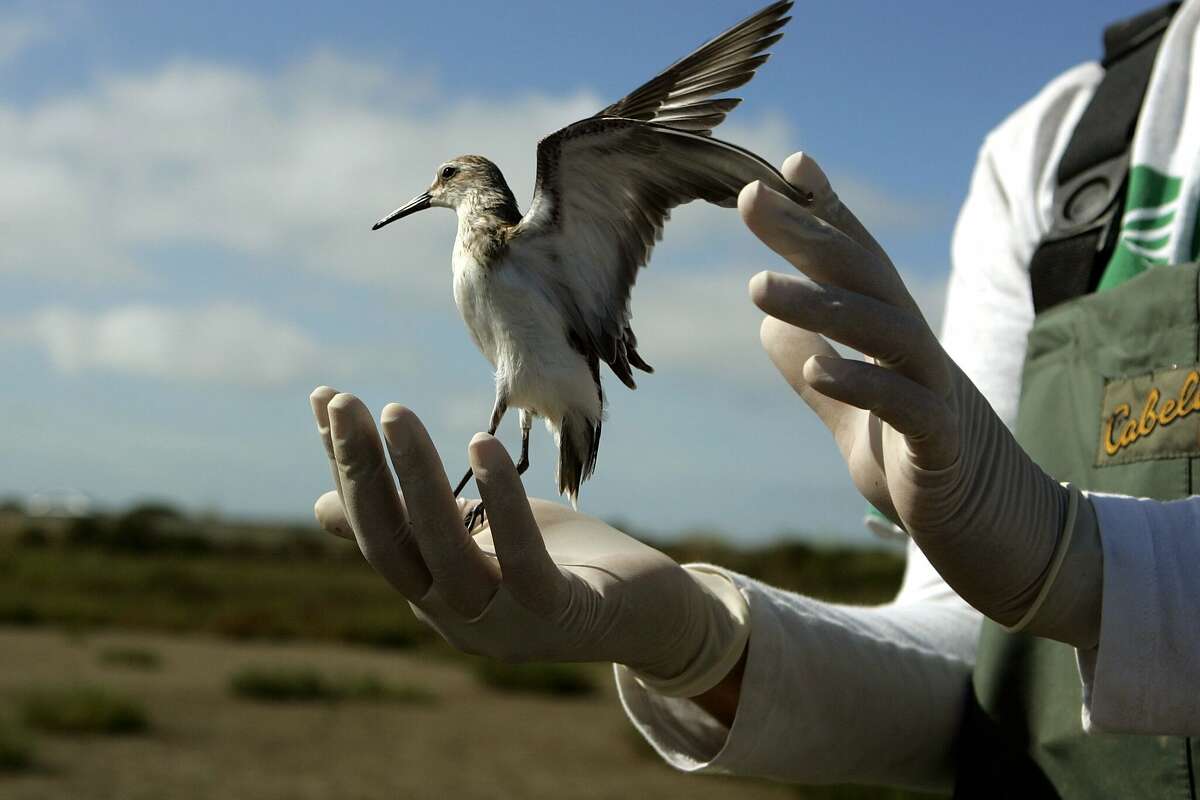 FILE: USGS Biologist Science Tech Brooke Hill releases a Western Sandpiper after testing it for the  avian influenza in 2006 in Sonoma, California.