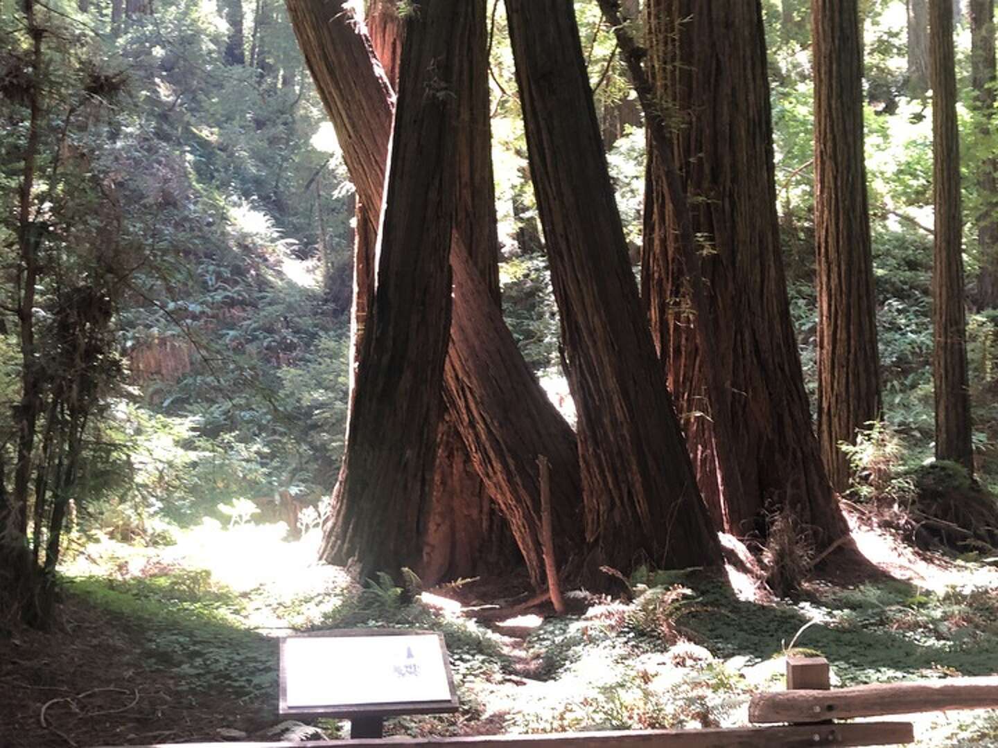 California burned hundreds of years ago and still burns today