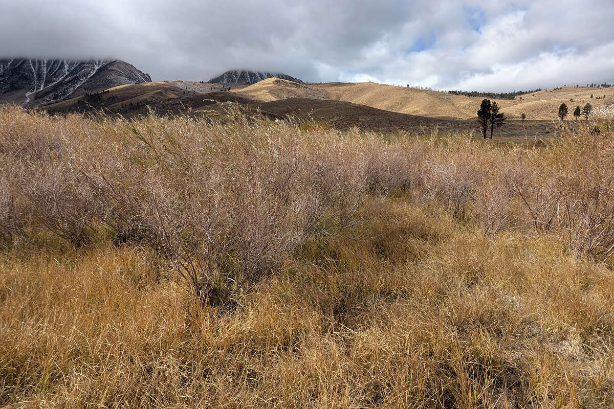 The team set up traps in vegetation areas like this one.