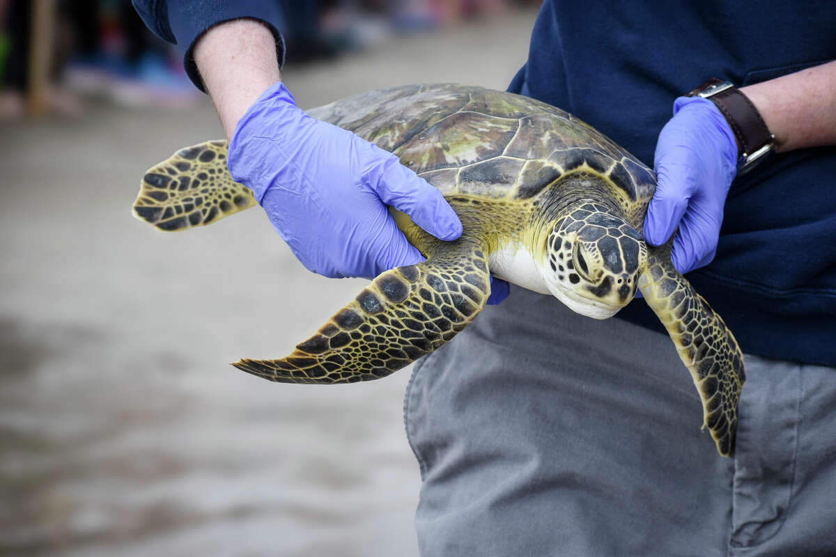 Around 40 recently cold-stunned sea turtles were released to the Gulf of Mexico in Galveston on Friday. 