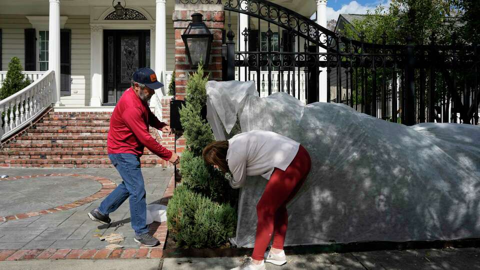 Jackie Richard and husband Mark Richard covering their plants with plant protection fabric ahead of the winter storm Saturday, Jan. 18, 2025 in Houston. The Richards lost their plants during a freeze a couple years ago, and they replanted the plants last year