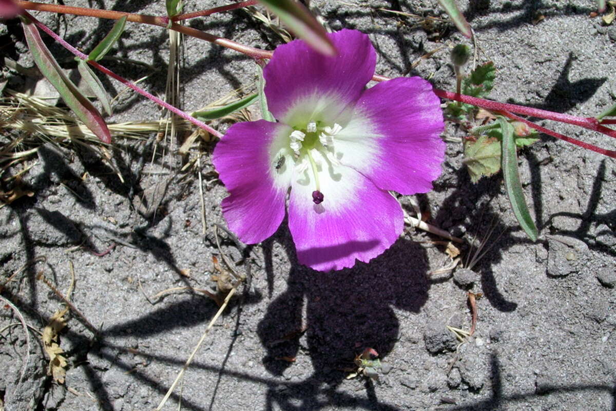 A photo of the rare Pismo Clarkia flower. 