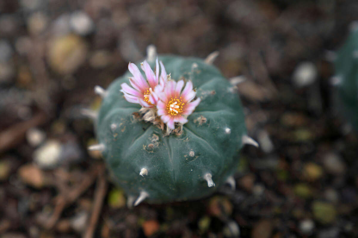 A peyote plant blooms while growing in the nursery at the Indigenous Peyote Conservation Initiative homesite in Hebbronville, Texas, Sunday, March 24, 2024. (AP Photo/Jessie Wardarski)