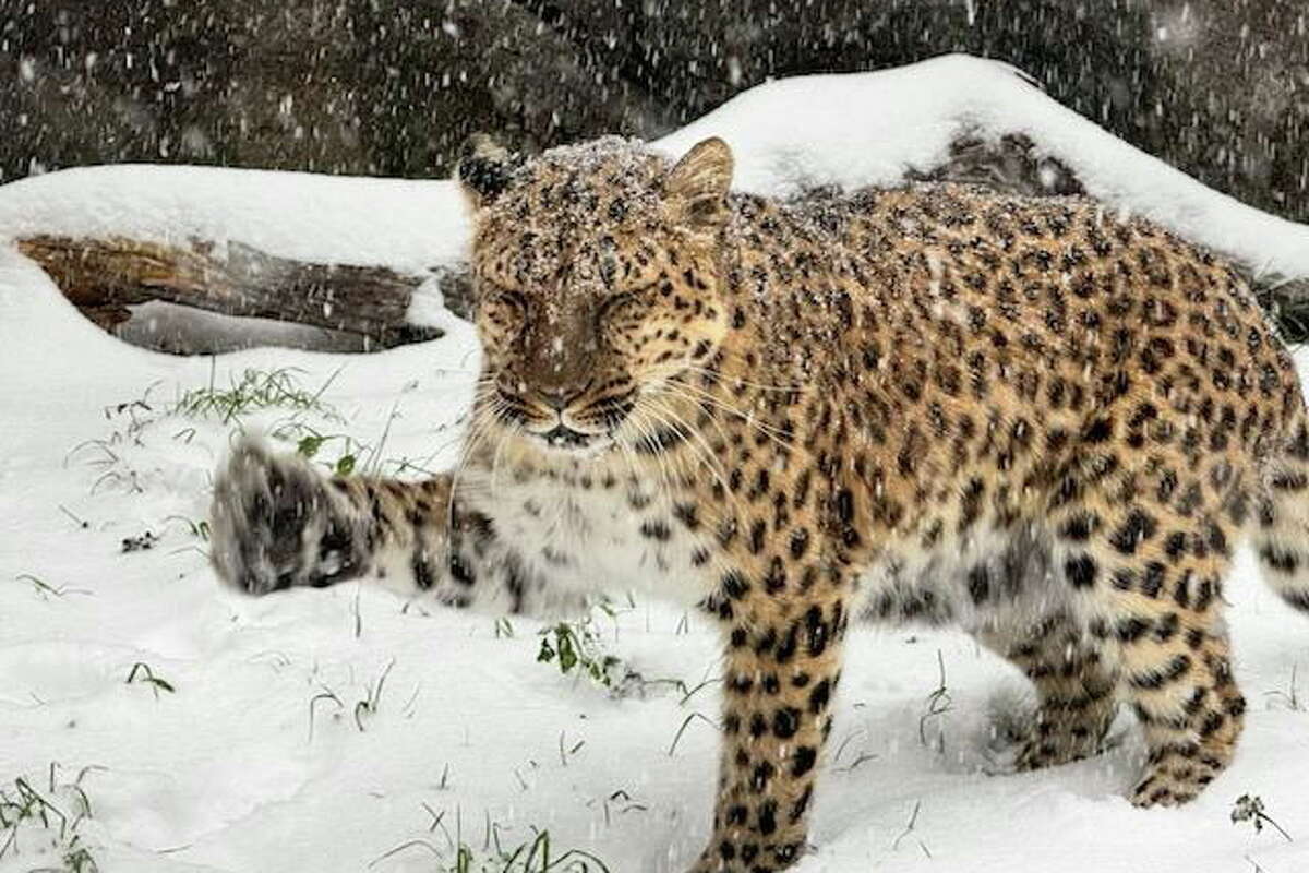 Lisa, the Houston Zoo's Amur leopard, trudges through the snow. 