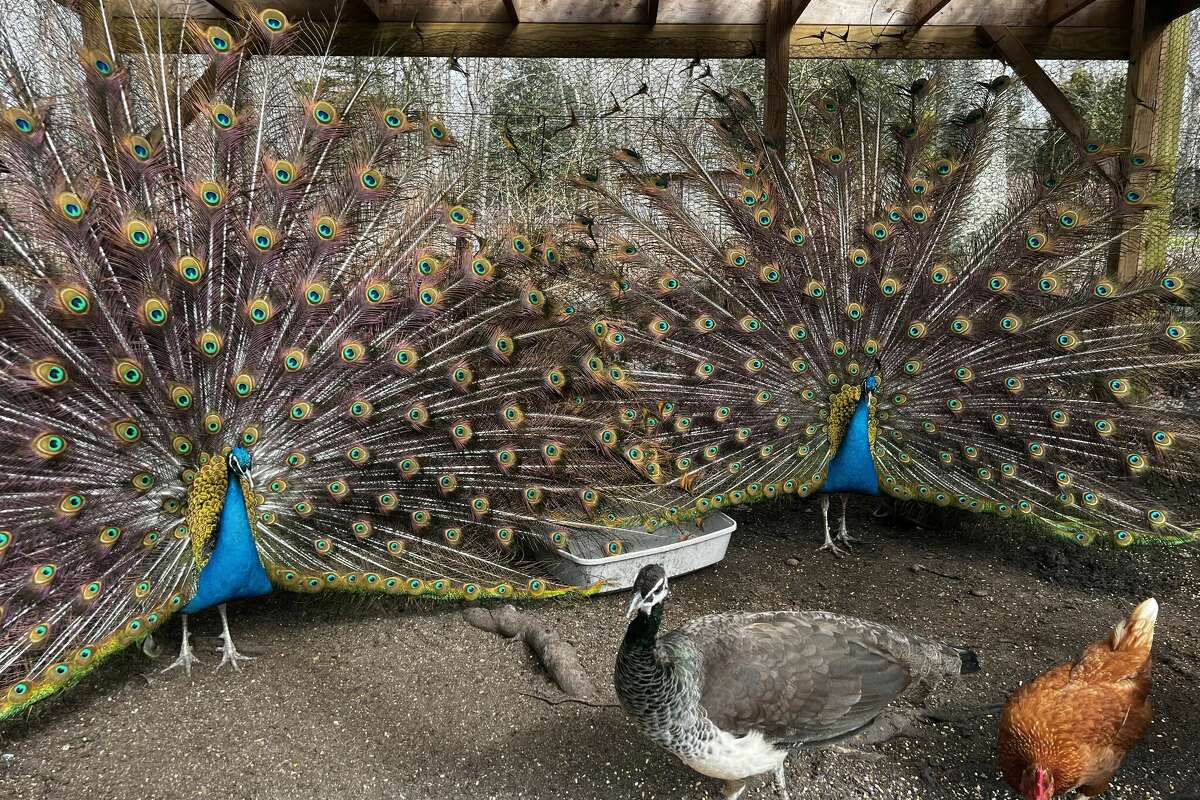 Connecticut family mourning prized peacocks killed after getting bird flu: ‘This bothers me so much’