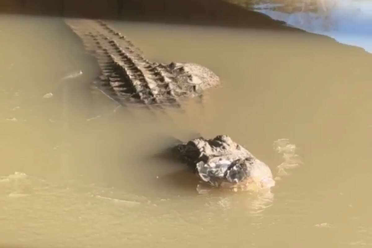 Alligators at Beaumont's Gator Country were spotted brumating as temperatures in the area plunged this week. 