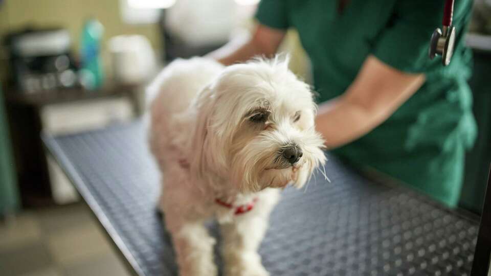 Keeping up with wellness visits can help prevent medical issues and establish a relationship with the veterinarian in case a medical emergency arises.