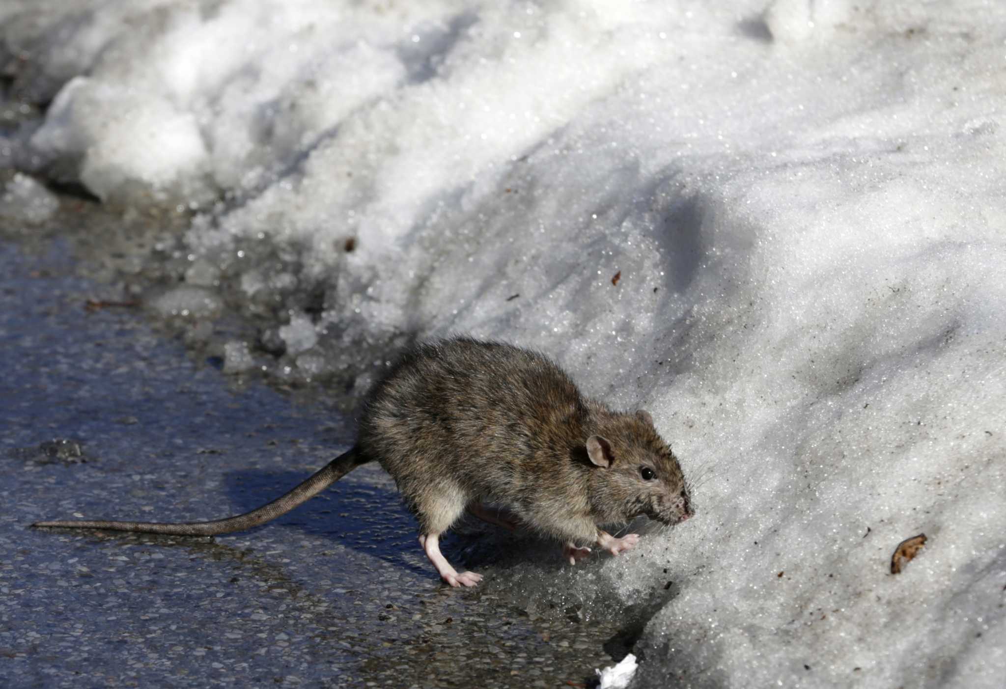 Cold snap chills New York City's rats, and heats up the fight against them