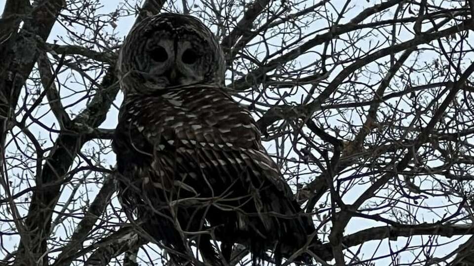 The Fairfield Fire Department rescued an owl trapped in a chimney on Fairfield Woods Road using a rope and a personal floatation device on Tuesday. 