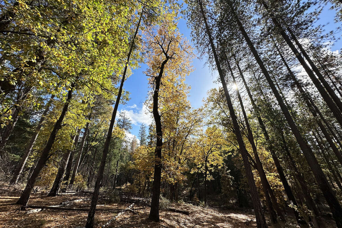 Boggs Mountain State Demonstration Forest, a popular Northern California destination, features serene trails and dense woodlands, attracting hikers and mountain bikers alike