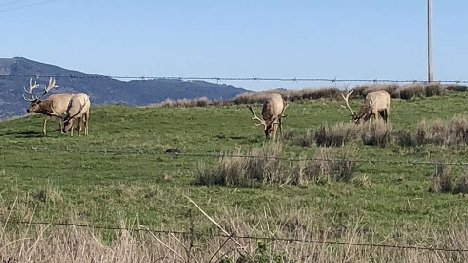 Tule elk grazing at Point Reyes.