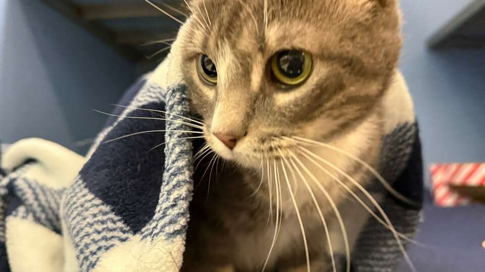 This homeless cat was trapped on the roof of an apartment complex for hours during the winter storm. The Houston SPCA dispatched its 24-hour Injured Animal Ambulance Rescue unit. 