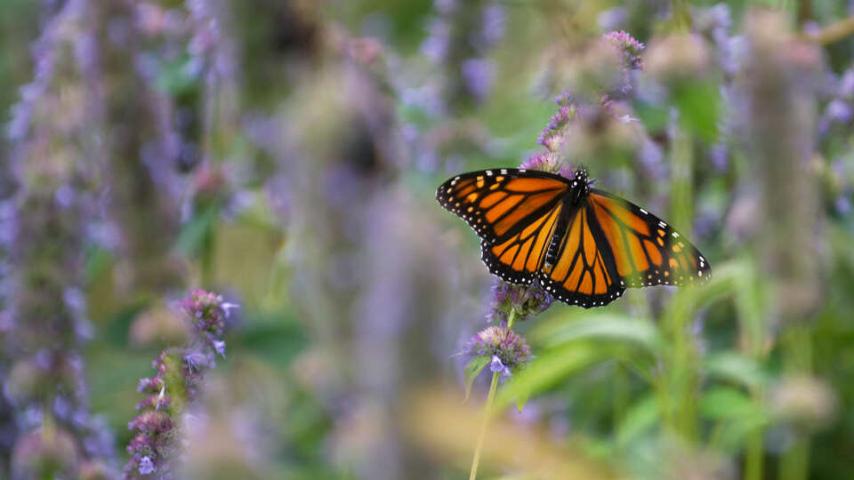 Avon woman who died in fire was longtime nurse who loved butterflies, family says