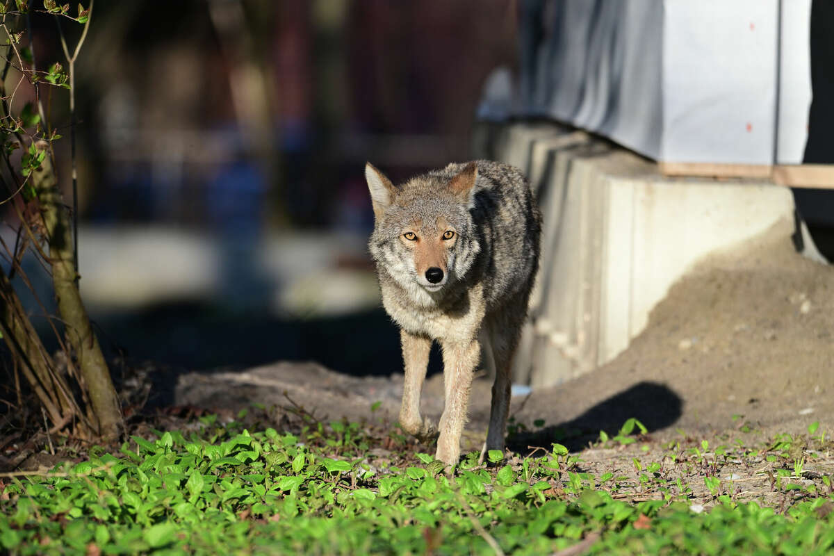 The current breeding season means more coyote sightings are likely in Texas. 