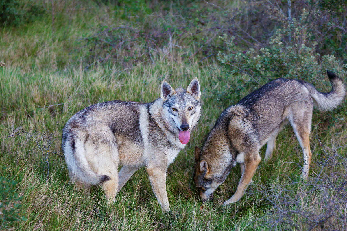 FILE: A photo of Czechoslovakian wolfdogs. 