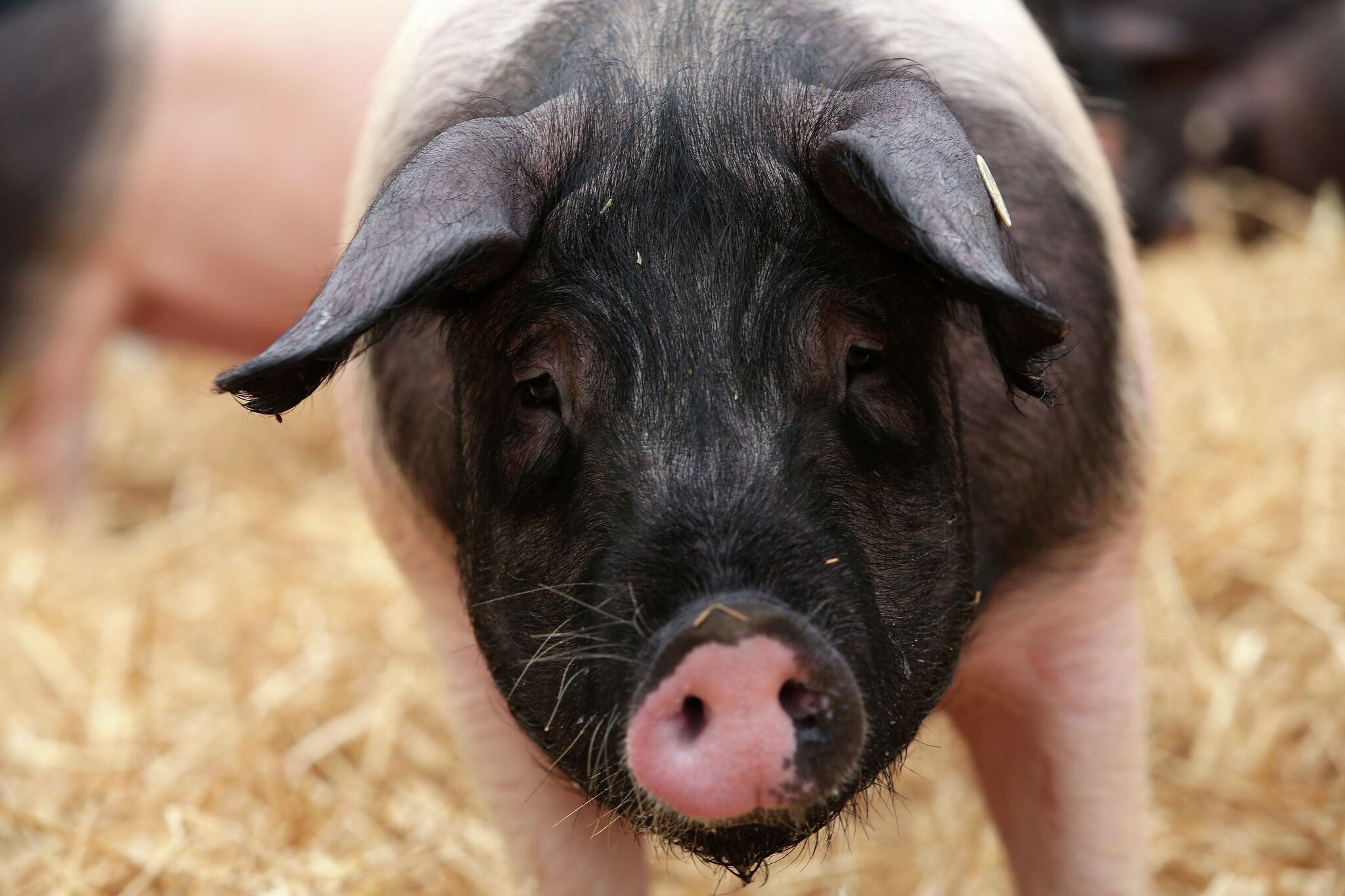 United Therapeutics to Build $96 Million Facility for Genetically Engineered Pigs in Houston