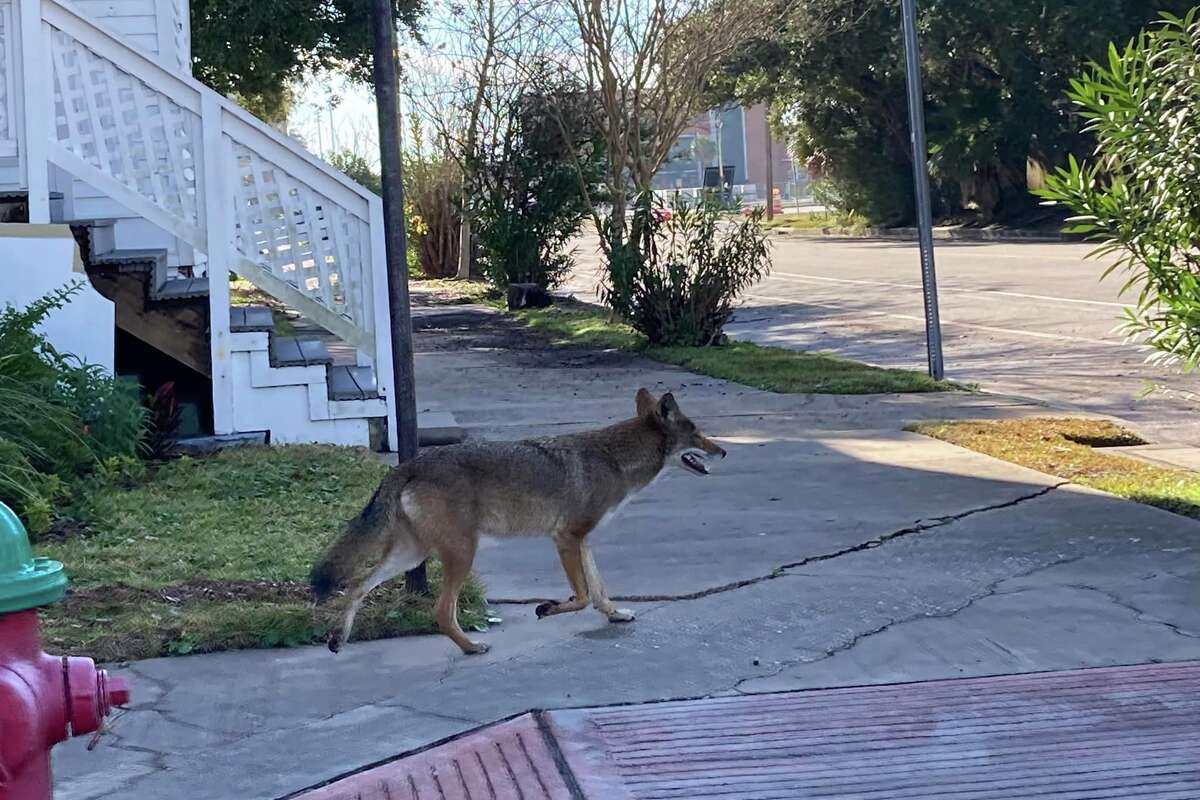 A pack of coyotes with red wolf DNA, known as 'ghost wolves,' have become Galveston Island's unofficial mascots.