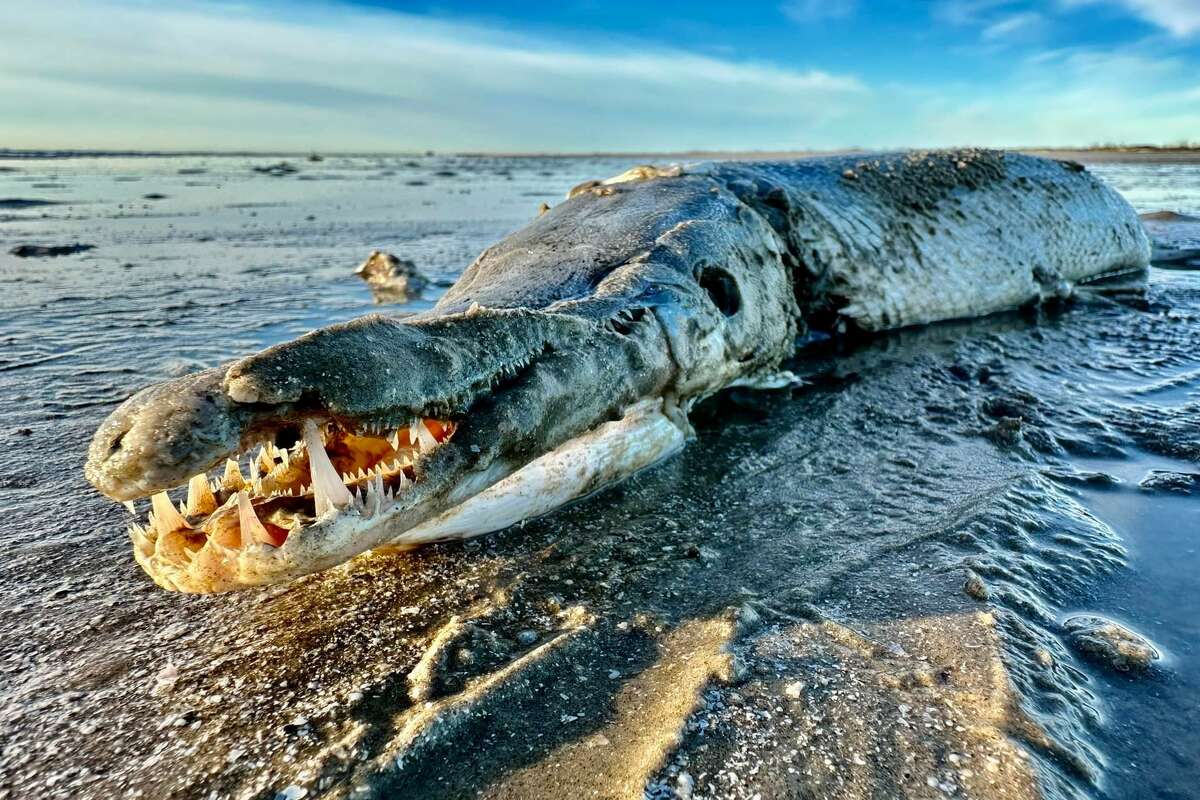 Jace Tunnell with the Harte Research Institute for Gulf of Mexico Studies found an alligator gar washed up on a Corpus Christi beach last week. 