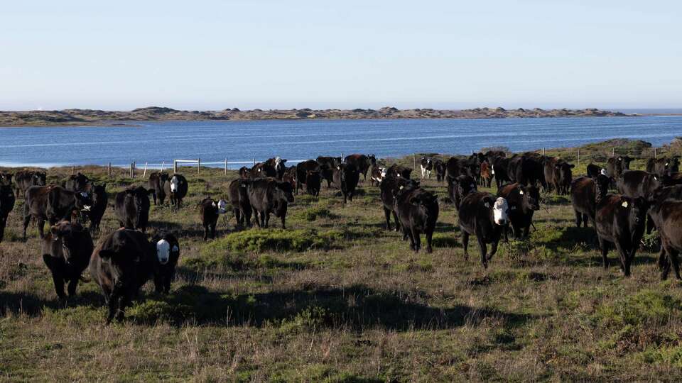 Cattle walk at Lunny Ranch in Point Reyes National Seashore on Wednesday, Jan. 8, 2025. The family is leaving their multi-generational leased cattle operation as part of a deal to do away with ranching in the Point Reyes National Seashore.