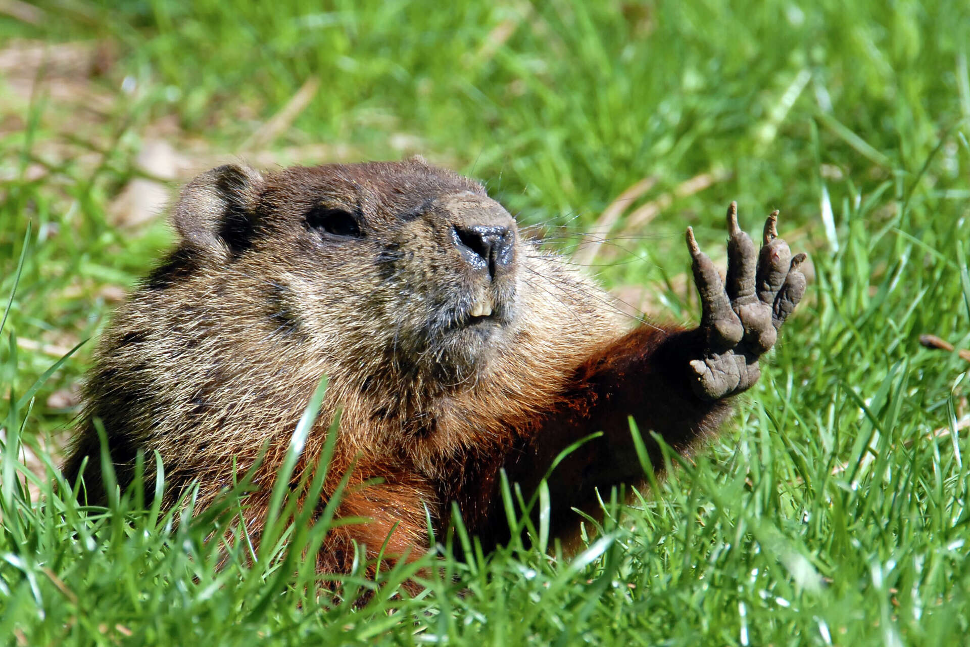 story behind groundhog day