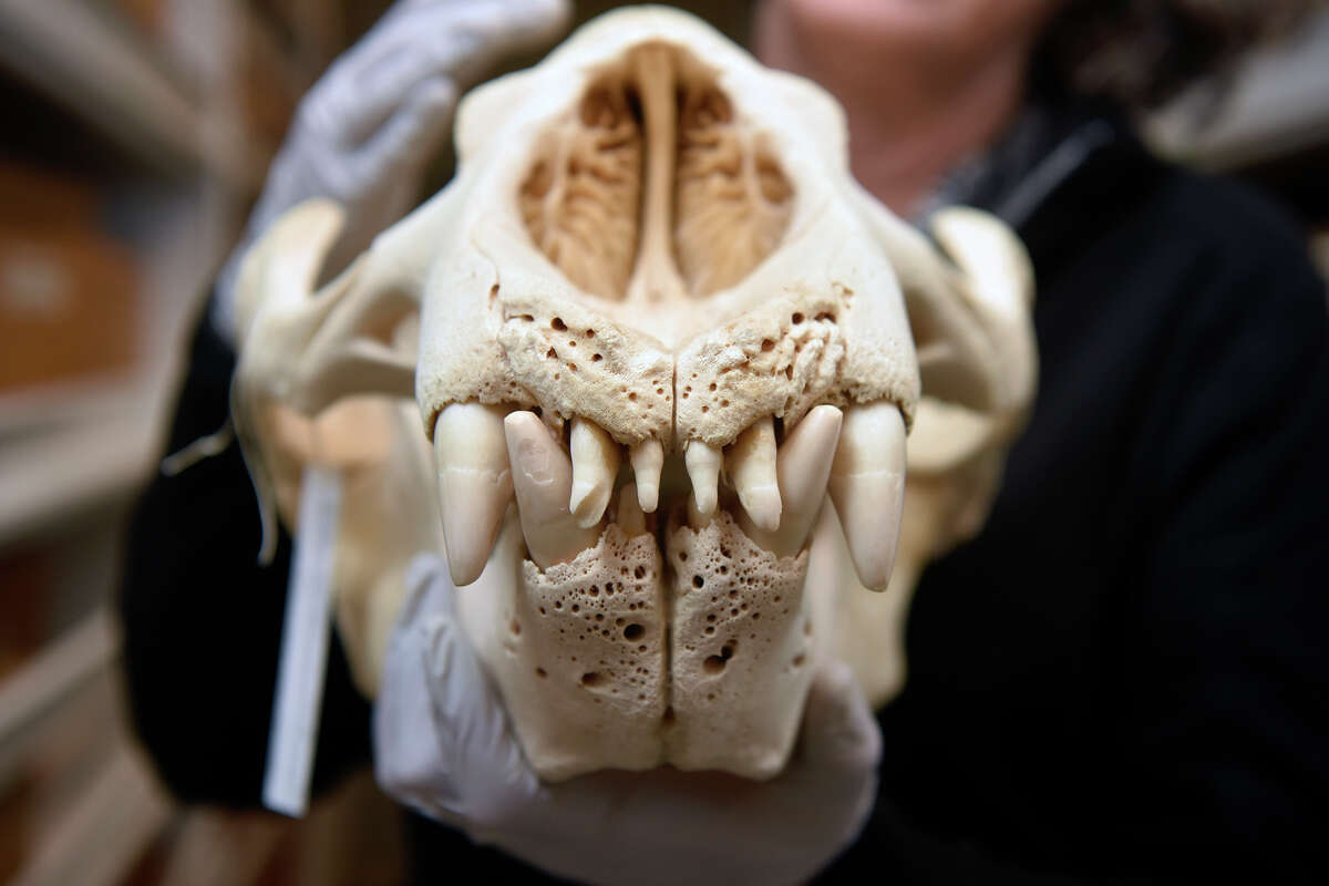 Senior Collections Manager Moe Flanery shows off a skull of an elephant seal within the archives of the Academy of Sciences, Thursday, Nov. 21, 2024.