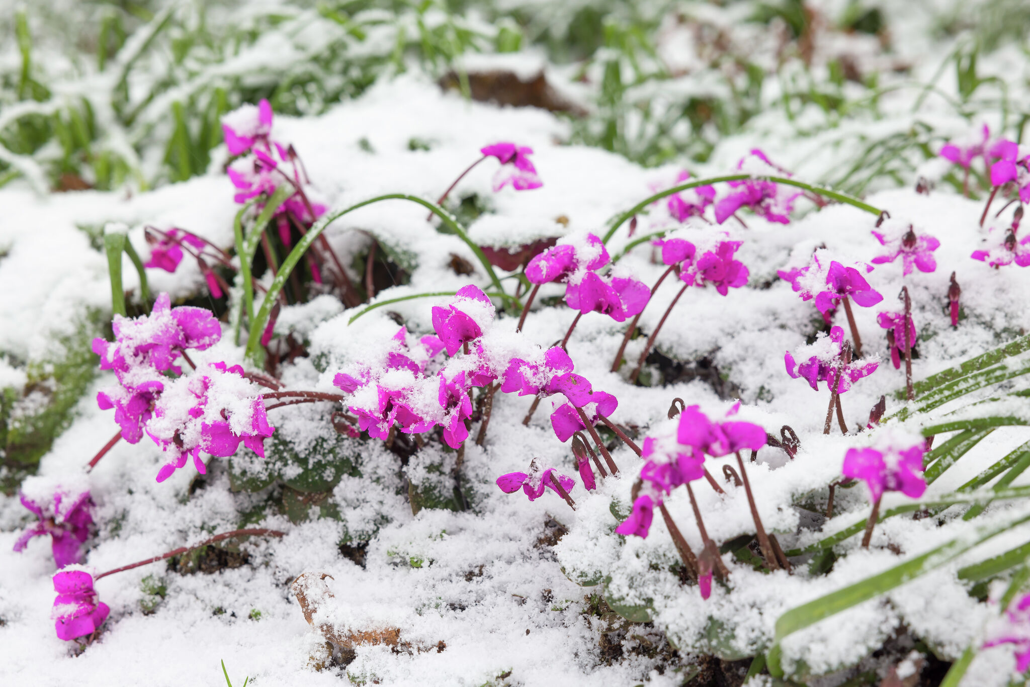 Cold weather impacts San Antonio flowers, vegetable gardens