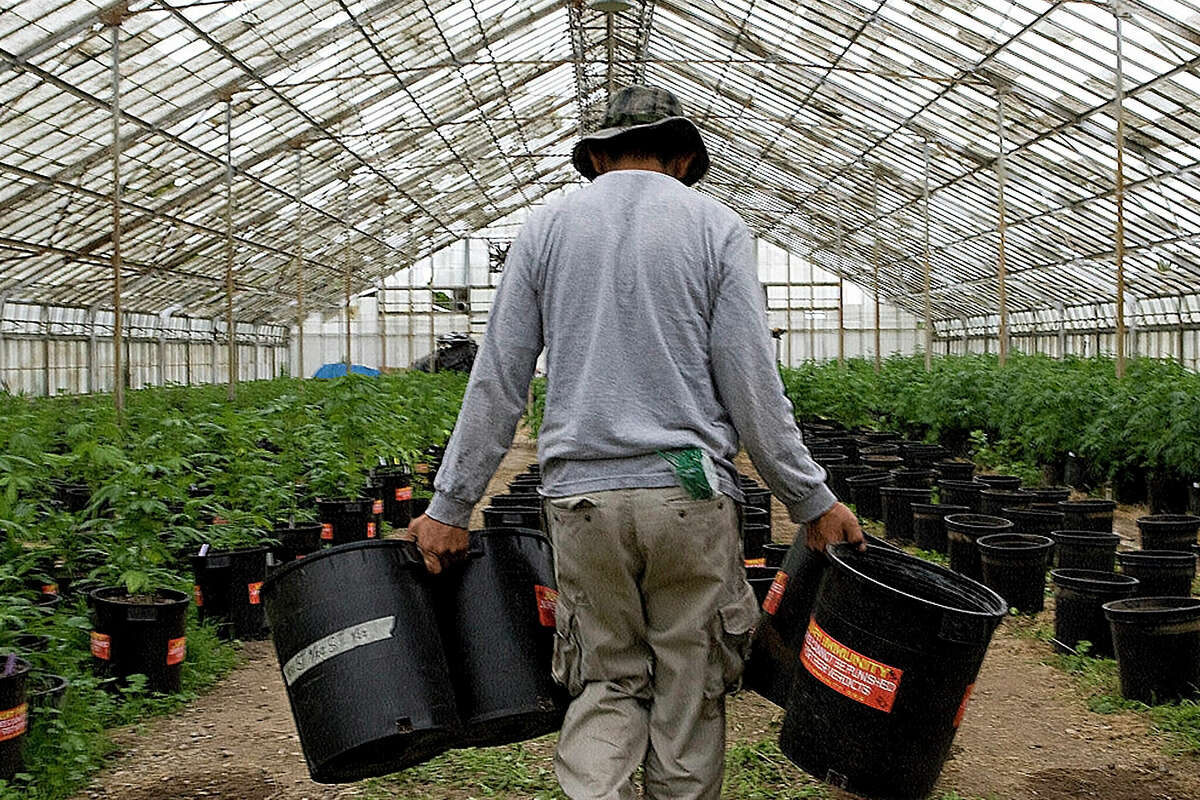 FILE: A worker carries plant containers in a Santa Barbara greenhouse used to grow cannabis.