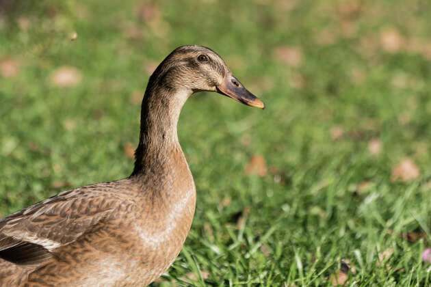 Beardsley Zoo euthanizes 12 birds after bird flu detection