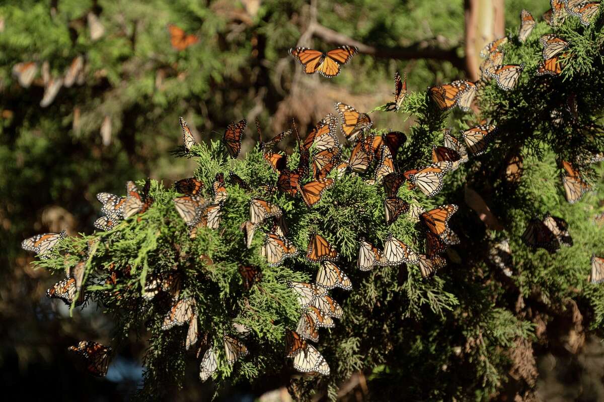 This photo taken on Nov. 28, 2023 shows western monarch butterflies in a forest of Santa Cruz, California, the United States. (Photo by Li Jianguo/Xinhua via Getty Images)