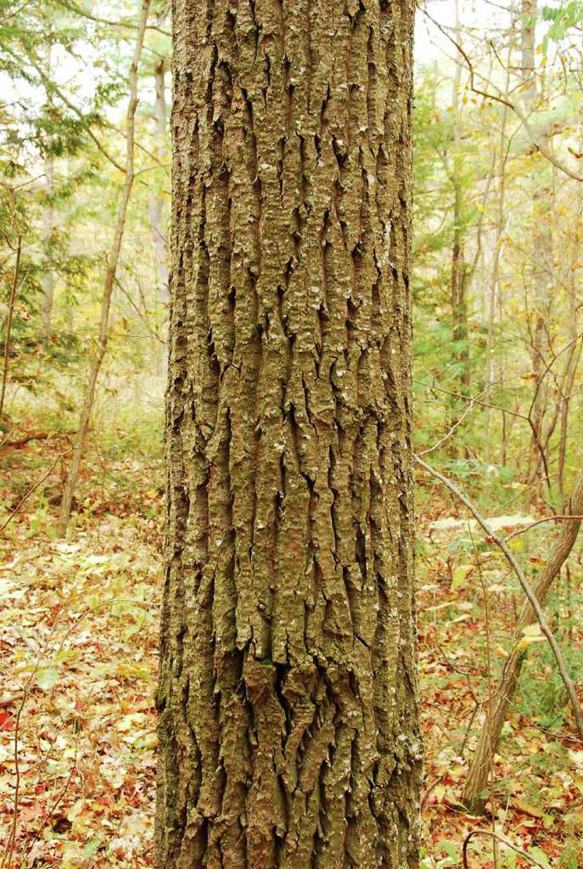 Leaves Of Bigtooth Aspen Are A Joy To Behold