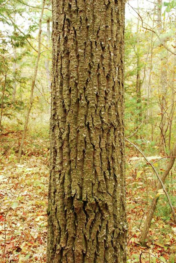 Leaves of bigtooth aspen are a joy to behold - Times Union