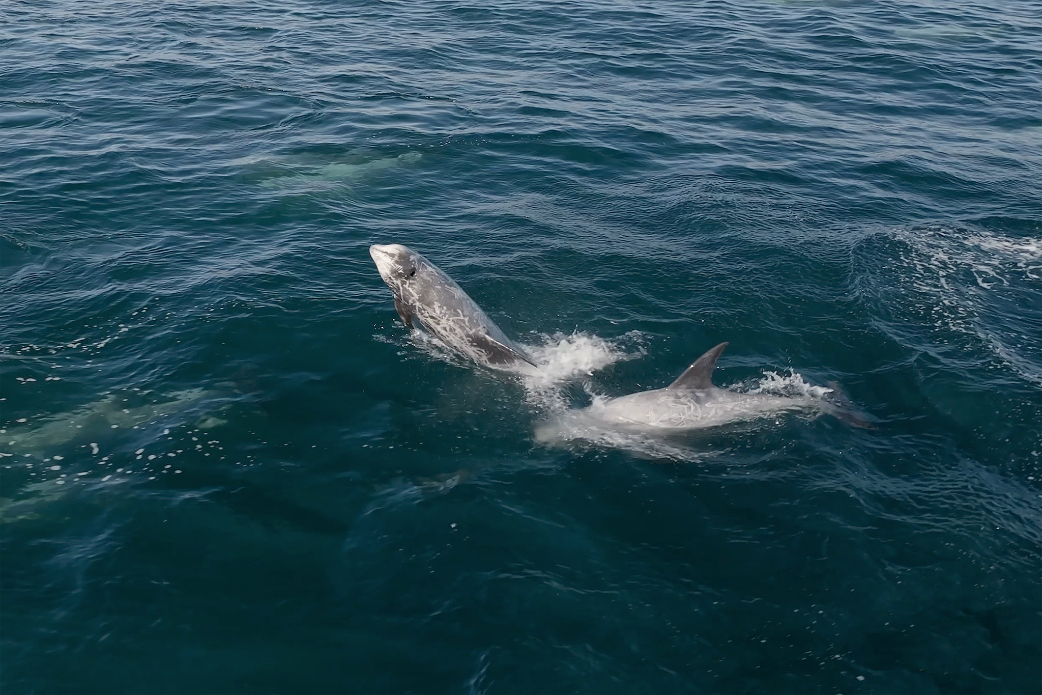 Massive pod of 1,500 dolphins spotted off California coast