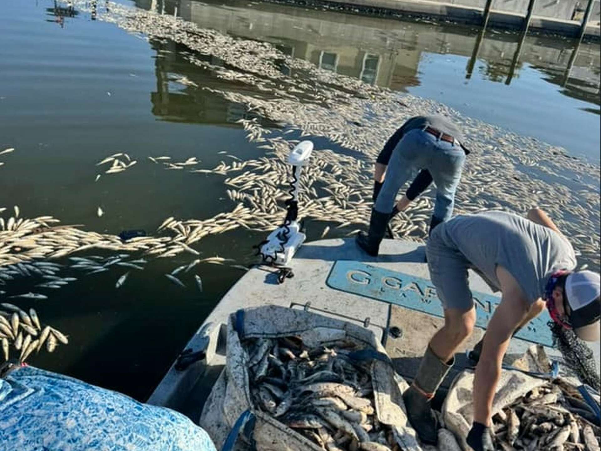 Cold snap kills hundreds to nearly 1,000 fish in Texas bay